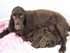 Gabby and Field Spaniel Puppies