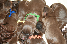 Gabby and Field Spaniel Puppies