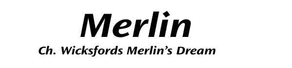Field Spaniel Merlin